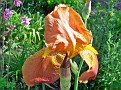 BeardedIris005