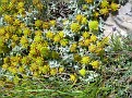 Teucrium aureum