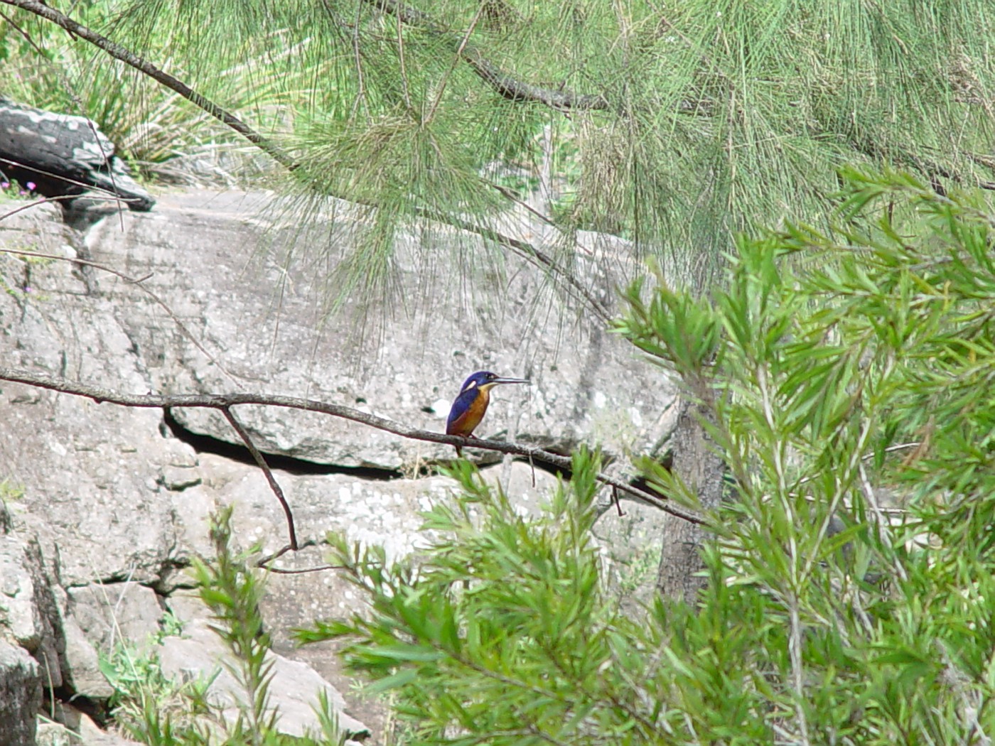 Murphy's Creek 006