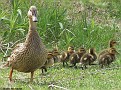 MallardFamily001