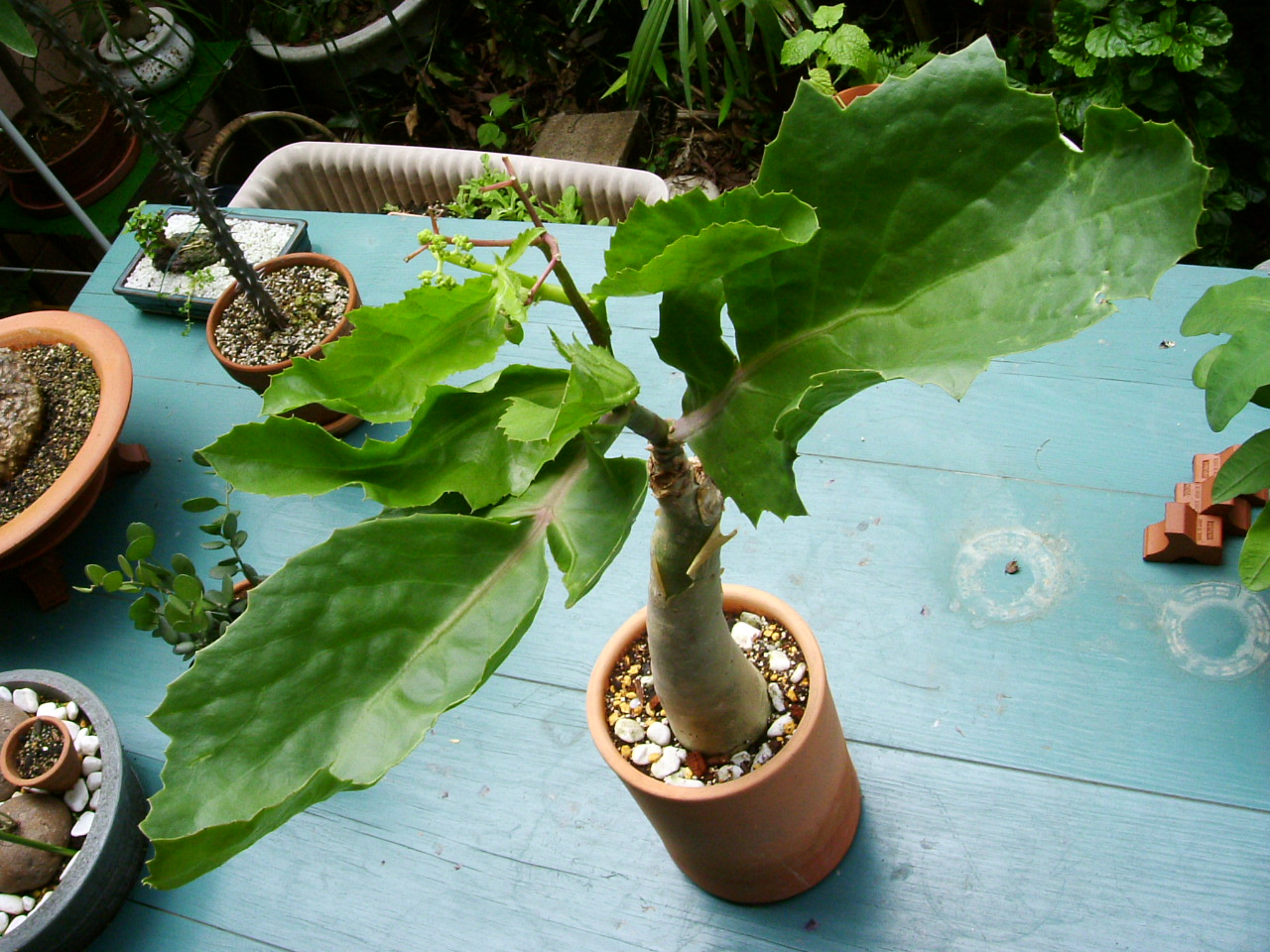 Cyphostemma