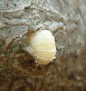 Beaucarnea recurvata