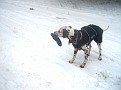 IMG 0614