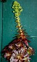 Aeonium 'Caitlin Hybrid'