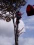 Tattooed Tree 01