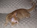 IMG 4405