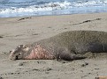 Cambria Anniversary 2011 130