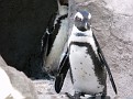 DSCF4734