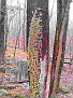 DSCF0016.JPG