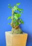 Zygosicyos pubescens