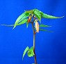 Begonia
