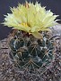 Coryphantha subulata