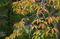 leaves