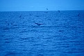 Scan-111210-0018 tif3994352508677205469