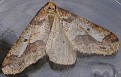 Erannis defoliaria [Stor frostmåler]