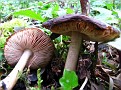Pluteus cervinus