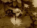 Sept 26 009b