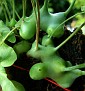 Lecanopteris deparioides