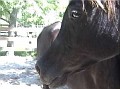 DESPERADOS DIVA #537818 (Desperado V x Kontessa Ameer, by Saud El Ameer) 1997 black mare
