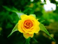 Yellow Rose