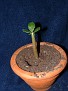 Adenium Somalense 061118 02