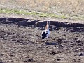 Pelican near Forbes 001