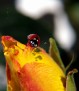 The Dark Side of the Ladybug