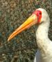 Zoo 13 Yellow Billed Stork 2