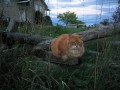 Amber
