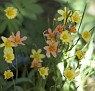 bbg flowers