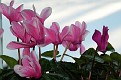 P1166429.JPG