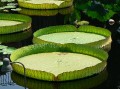 Longwood Garden 10