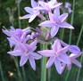 PURPLE LILLIES 08