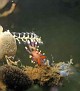 Nudi 10