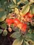 DSCF0012