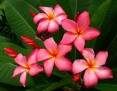 Plumeria rubra