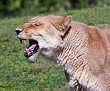 lion4.jpg
