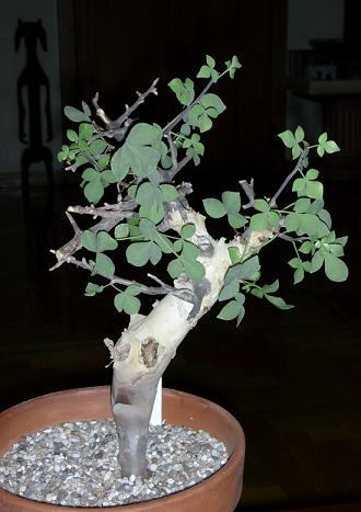 Commiphora kataf  -ES4017 Arabia & East Africa