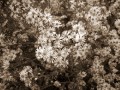 Asters, my birth flower