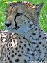 Cheetah011