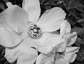 IMG 0010b