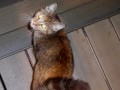Now this, is a realistic Cat costume