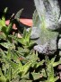 Aloe microstigma&ferox