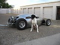 dog2