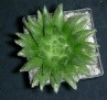 Haworthia helmiae,Herold - IB6605