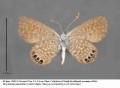 Brephidium (Pygmy-Blue) #3