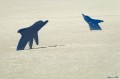 Dolphins