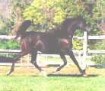 RAJIMA BLACK #611849 (Klint Black x Radiant Love, by Gai Radiant) 2004 black filly

