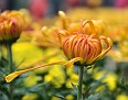 Chrysanthemum KF13
