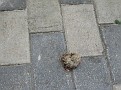 IMG 0738